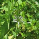 Stellaria alsine Blomma