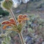 Phlomis lychnitisFlor