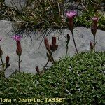 Saponaria caespitosa Habitat