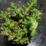 Sedum × rubrotinctum Folha