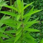 Asclepias incarnata Leaf