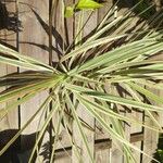 Dracaena reflexa 叶