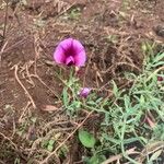 Lathyrus tingitanus Kwiat