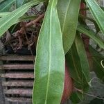 Nepenthes mirabilis Folha