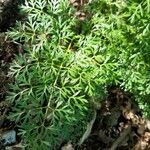 Selinum carvifolium Leaf