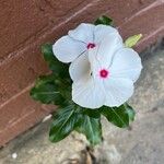 Catharanthus coriaceus Квітка