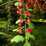 Cotoneaster pannosus Frukto