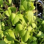 Salvia patens Leaf