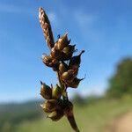 Carex liparocarpos Fruit