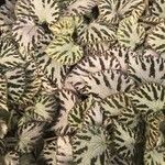 Begonia imperialis Hoja