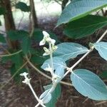 Congea tomentosa Flower