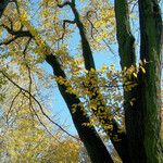 Fagus grandifolia Bark