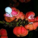 Paullinia rugosa Плод