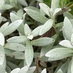 Cerastium tomentosum Leaf