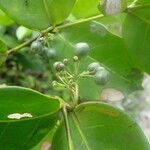 Psydrax moandensis अन्य