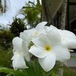 Plumeria pudica花