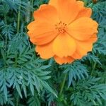 Cosmos sulphureusFlower