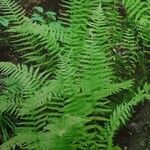 Thelypteris noveboracensis Blad