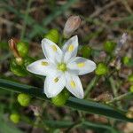 Simethis mattiazzii Blüte