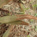 Pyrrosia lanceolata Blad