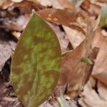 Erythronium americanumFoglia