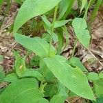Silene vulgaris Leaf