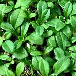 Cerastium semidecandrum Blad