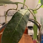 Stephanotis floribunda Leaf
