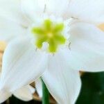 Urceolina amazonica Квітка