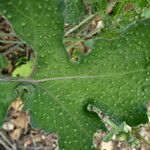 Brassica fruticulosa Leaf