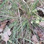 Festuca filiformis Foglia