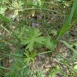 Geranium asphodeloides 葉