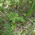 Geranium asphodeloides Leaf