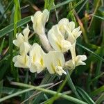 Oxytropis campestris Fula