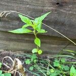 Impatiens balsaminaFoglia