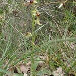 Ophrys virescens Hábito
