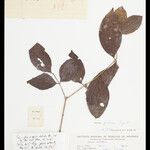 Strychnos glabra Hoja