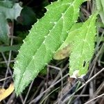 Tyrimnus leucographus Leaf