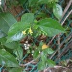 Chiococca alba 花