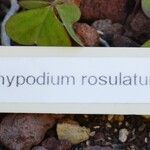 Pachypodium rosulatum Sonstige