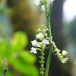 Polystachya concreta Flower