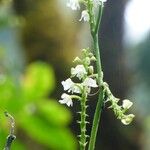 Polystachya concreta Floare