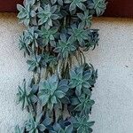 Graptopetalum paraguayense পাতা