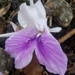 Kaempferia rotunda 花