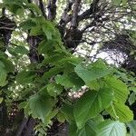 Tilia americana Blad