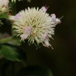 Hyptis lantanifolia Flower