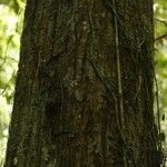 Eriotheca longitubulosa Corteza