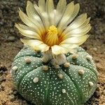 Astrophytum asterias Flor