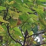 Cistus populifolius Likasa