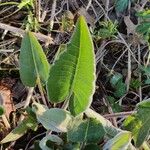 Silphium terebinthinaceum Leaf